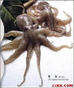 frozen seafood octopus