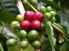 Green Liberica Coffee beans