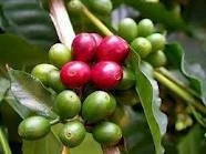 Green Liberica Coffee beans