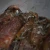 Import High  Quality of Frozen Cuttlefish for Consume from Indonesia