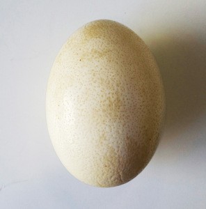 High quality Ostrich egg