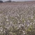 Import High Quality Raw Cotton from Mexico