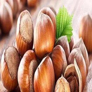 High quality Raw Hazelnut / Organic Grade Hazelnut/Hazel Nuts