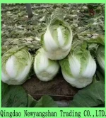 (HOT) Fresh cabbage/Chinese cabbage