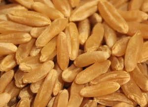 Hot Sale High Quality Wheat From India