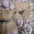 Import In May or early June garlic sends up a long stalk that has a round seed bulb called a scape I egyptian garlic farms from Egypt