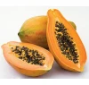 JM01 Giemda early maturity hybrid taiwan papaya seeds price