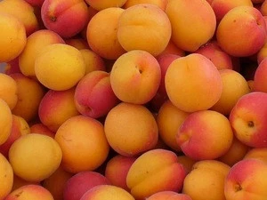 juicy fresh apricot