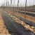 Import Landscape fabric wholesale mulching film agricultural plastic weed mat pe ground cover from China