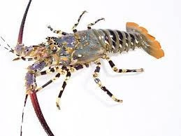 Live Flower Lobster (PANULIRUS ORNATUS)