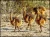 Import Live healthy Ostrich Chicks for sale / Red &amp; black neck Ostrich chicks from South Africa
