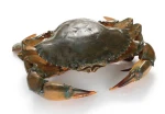Live mud Crab export from Sri Lanka