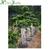 Living Plant Ficus Bonsai
