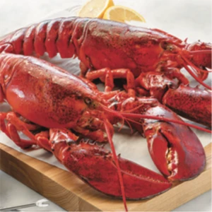 Lobsters Tail, Live Lobsters, Live Geo-duck For Sale