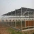 Import low cost agricultural greenhouse for strawberry from China