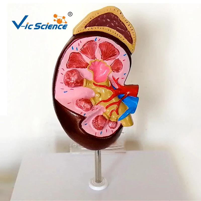 Medical Human Anatomical Kidney Model
