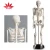 Import Mini human 85cm skeleton model with the spinal nerve medical science model from China