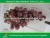Import Nasik grapes from Yunnan &amp; Xinjiang area Red globe grape fresh fruit Red grape from China import export companies pune from China