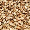 Natural 100% supplier of dry Fava Beans /Broad Beans