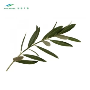 Nature hydroxytyrosol oleuropein olive leaf extract oil