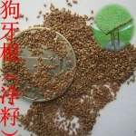 New Crop Grass Seeds For Growing Bermuda Grass Seeds