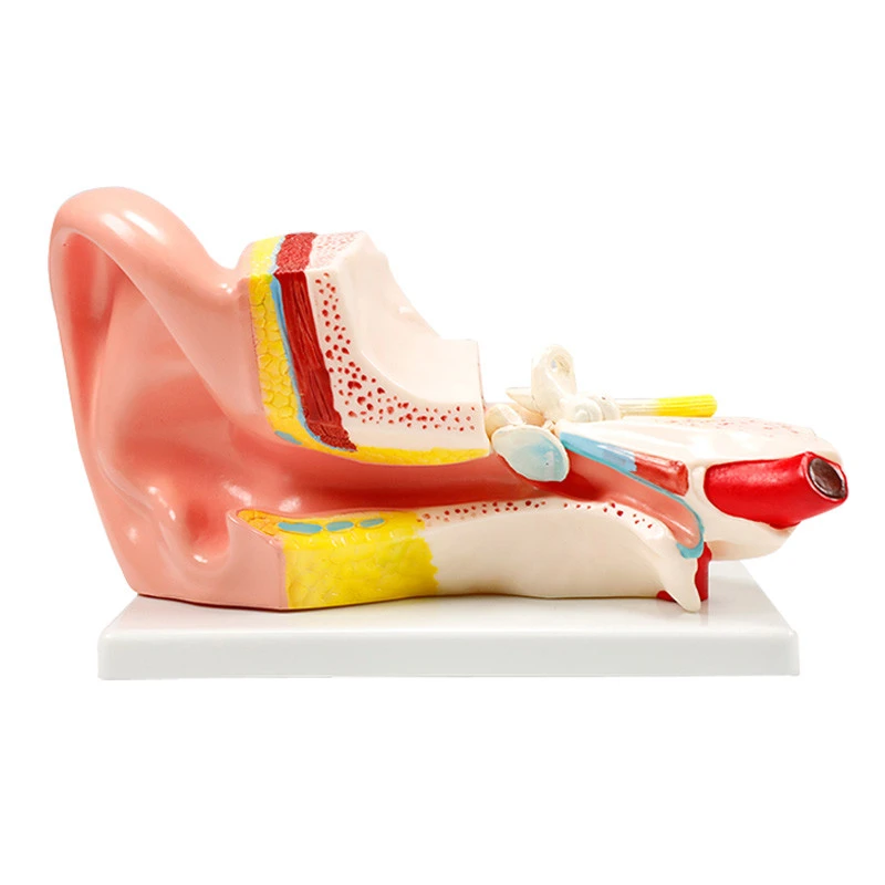 New type medical  teaching aid medium-sized enlarged human organ ear anatomical part training model BIX-A1058