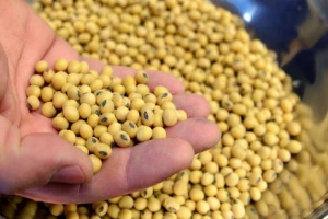 Non-GMOs soy bean soybean,dry bean