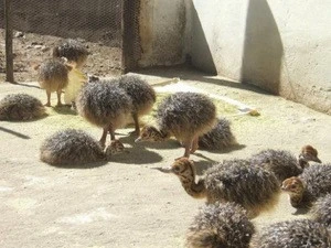 Ostrich Chicks For sale From South Africa.