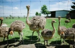 Ostrich chicks