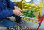 Packing vegetable by plastic bag for Supermarket