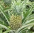Import Pineapple MD2 from Mexico