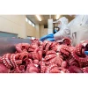 Plump texture 10kg frozen steamed tako octopus buyer exotic seafood importer