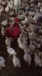 Poultry Animal Feeders And Drinkers For Chicken With Cheap Low Price