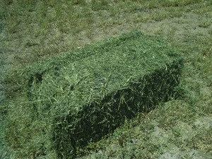 Quality Alfalfa Hay for Animal Feeding Stuff