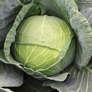 quality fresh celery cabbage