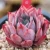 Import Rare houseplants suculent Natural ornamental Plants wholesale  live succulent plants from China