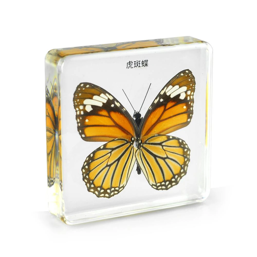 Real Delias Pasithoe Butterfly Specimen in Resin Acrylic Crafts Paperweight Wedding Home Decoration