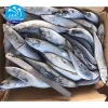 Sea Fish Best Seafood With Fresh Frozen Mackerel Fish/ Pacific Mackerel