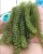 Import SEA GRAPES SEAWEED/Sea Grape For Health / George +84 33 727 9933 from Vietnam