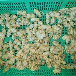 Seafood boiled frozen baby clam meat shellfish