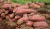 Import Seasonfor sale sweet potato Japanese best price from Vietnam