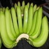 South Indian Fresh Cavendish Banana Exporters from india To All European Countries
