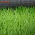 Import Sports Playground Gym Flooring 8800dtex Artificial Turf Grass Football Turf from China