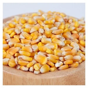 Top Grade Corn Gluten Meal Variety maize