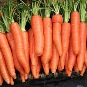 Top Quality Fresh Carrot