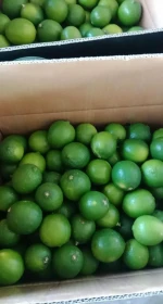 Vietnam fresh seedless lime/ lemon export good price