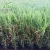 Import Well Standing D Shaped Artificial Garden Grass from China