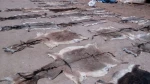 Wet and dry salted donkey skin/donkey hides/cow skin