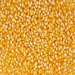 White and Yellow Maize Corn for sale