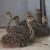 Import White Ostrich Feathers/Ostrich Chicks /Blue and Black Neck Ostrich for sale from Germany